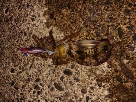 濁りも薄くなり