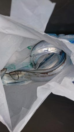 サゴシ、太刀魚