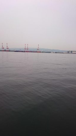 今日も仕事前に南港タチウオ調査