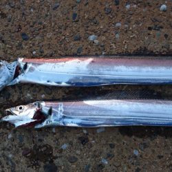 湾奥マイポイント調査