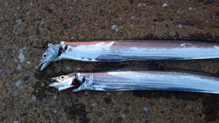 湾奥マイポイント調査