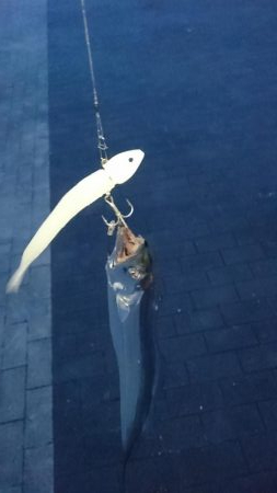 タチウオ釣行 中潮に期待