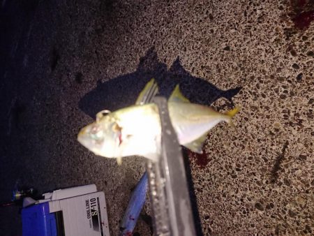 サゴシ リベンジ