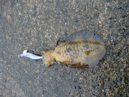 サゴシ　リベンジ2