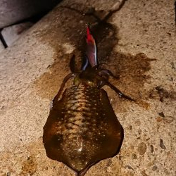 型は良くなったが渋い