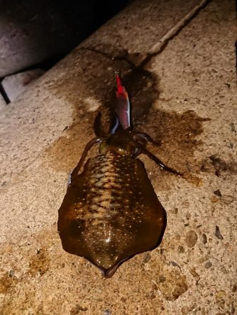 型は良くなったが渋い