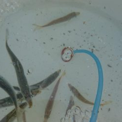 青物好調じゃ～ないの？