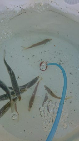 青物好調じゃ～ないの？