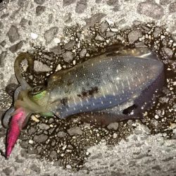 アジング・エギング