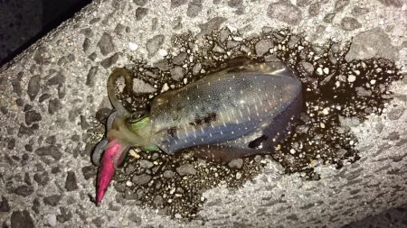 アジング・エギング