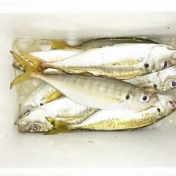 サーフアジング