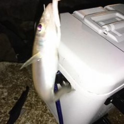 アジングからのイカ