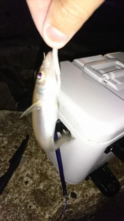 アジングからのイカ