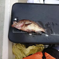 お目当ての魚は？