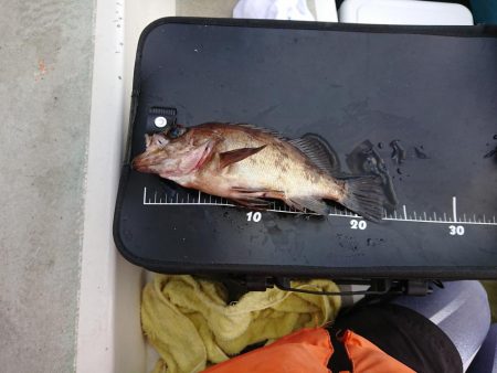 お目当ての魚は？