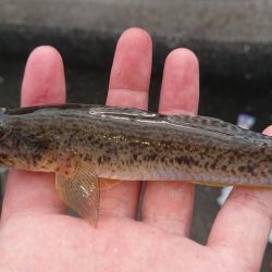 のんびりハゼ釣り