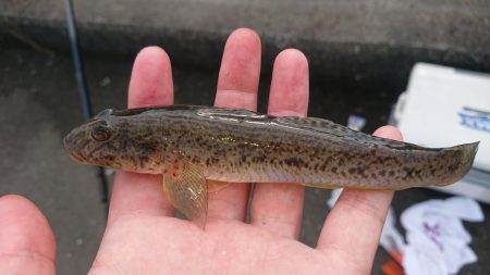 のんびりハゼ釣り