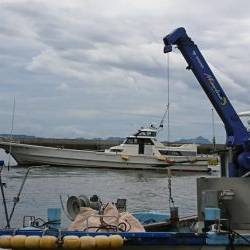 アオリイカ解禁日