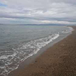 台風後のキス調査