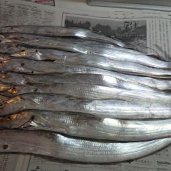 タチウオフィーバー