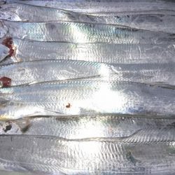 太刀魚はいいぞー