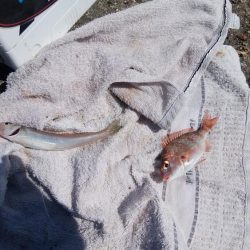 高砂港でハゼ入れ食い