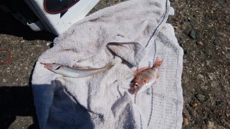 高砂港でハゼ入れ食い