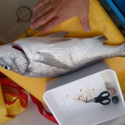 二馬力ボートで五目釣り