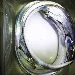 爆釣のタチウオ。