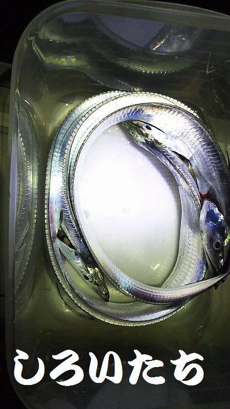 爆釣のタチウオ。