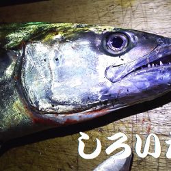 いろいろ釣れました。