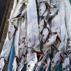 台風前にしぶいをタチウオ確保。