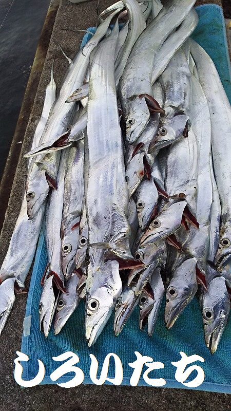 台風前にしぶいをタチウオ確保。