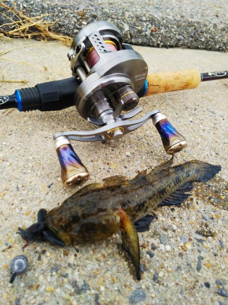 14号地でロックフィッシュ