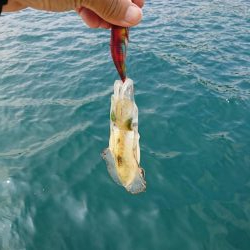 今年初の秋アオリ釣行