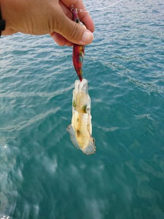 今年初の秋アオリ釣行