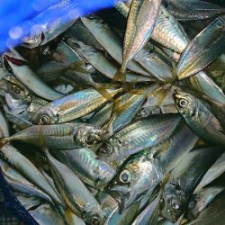 太刀魚含む9目釣り