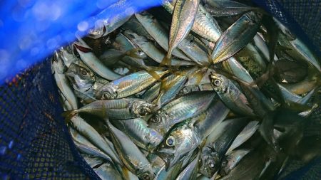 太刀魚含む9目釣り