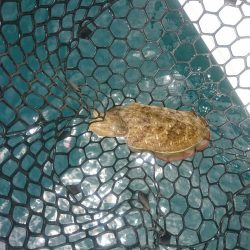 今年初のボートエギング…