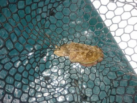 今年初のボートエギング…