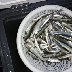 サビキでイワシ釣り