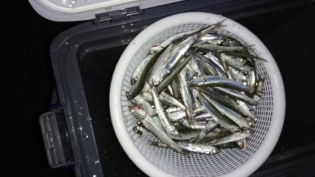 サビキでイワシ釣り