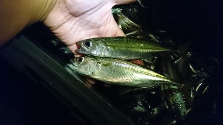 サビキ釣りでカタクチイワシ&アジ！…