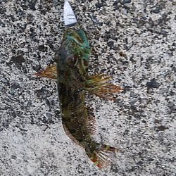 アナハゼだけは高活性