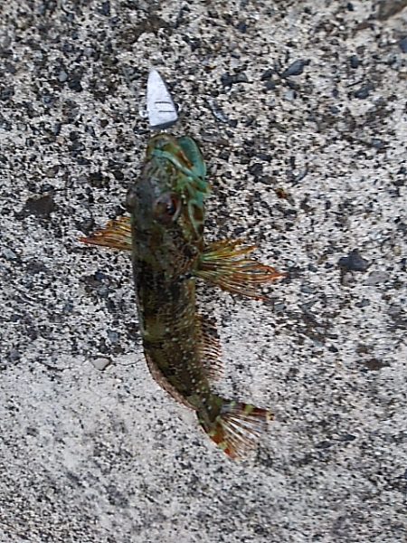 アナハゼだけは高活性