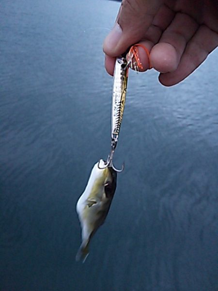 新子はいずこ？