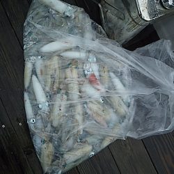 ティップランにて