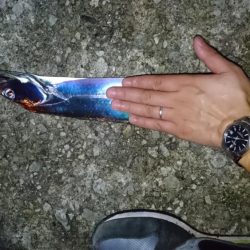 台風前にタチウオ短時間釣行