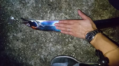 台風前にタチウオ短時間釣行