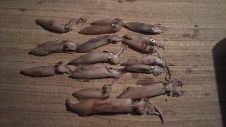 サゴシ　ウヨウヨ　ココロ　ポキポキ